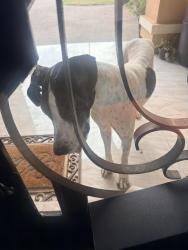 Found/Stray Female Dog last seen San Salvador near united South Middle, Laredo, TX 78046