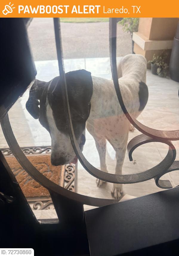 Found/Stray Female Dog last seen San Salvador near united South Middle, Laredo, TX 78046