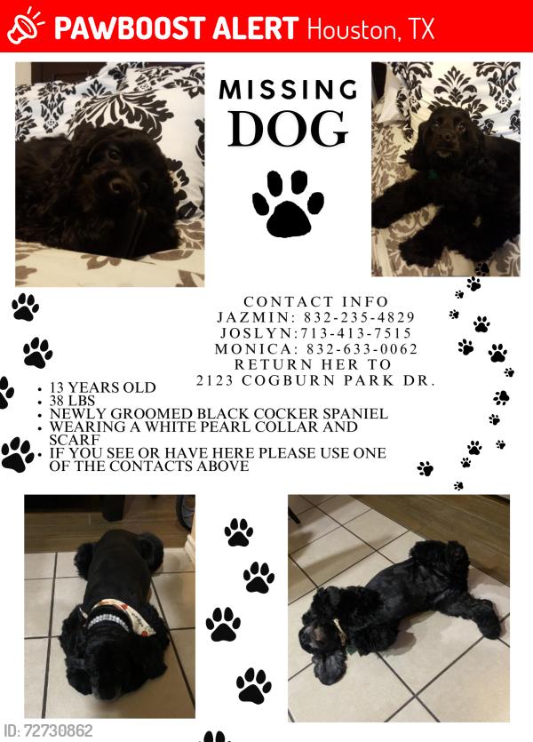 Lost Female Dog last seen Cogburn park Dr, Houston, TX 77047