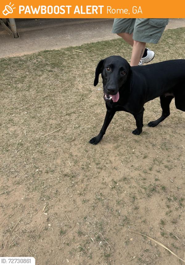 Found/Stray Female Dog last seen Alto Park field 6 and playground, Rome, GA 30165