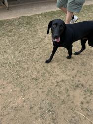 Found/Stray Female Dog last seen Alto Park field 6 and playground, Rome, GA 30165