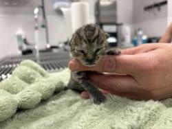 Shelter Stray Female Cat last seen Stanley, NC 28164, Gastonia, NC 28052