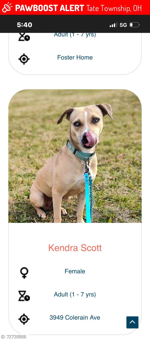 Lost Female Dog last seen Dean rd , Tate Township, OH 45106