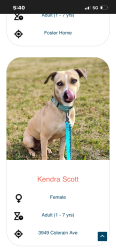 Lost Female Dog last seen Dean rd , Tate Township, OH 45106