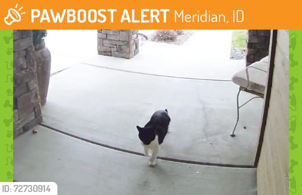 Found/Stray Unknown Cat last seen Peach springs street- Meridian, Meridian, ID 83713