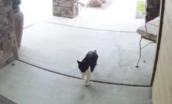 Found/Stray Unknown Cat last seen Peach springs street- Meridian, Meridian, ID 83713