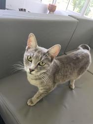 Lost Male Cat last seen Airline Rd, Henry County, GA 30252