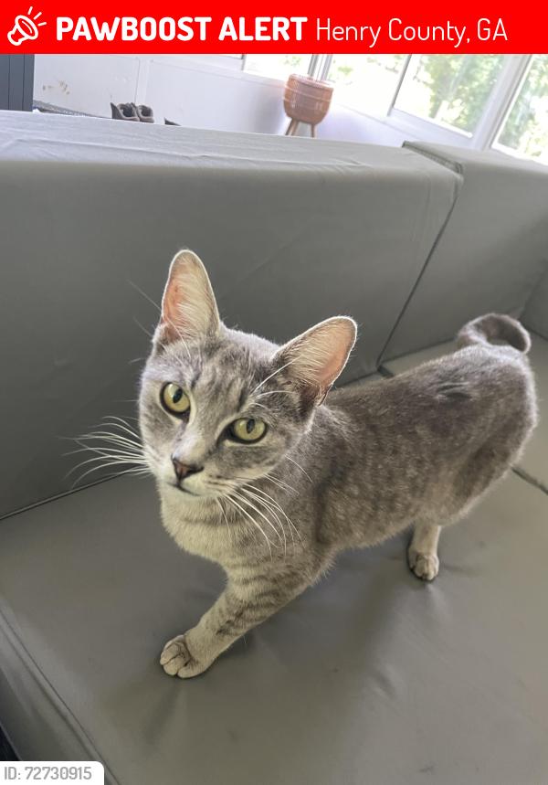 Lost Male Cat last seen Airline Rd, Henry County, GA 30252