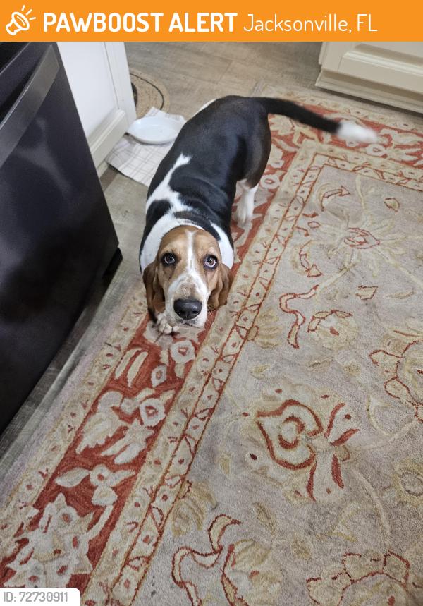 Found/Stray Female Dog last seen Losco Road, Jacksonville, FL 32257