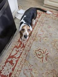 Found/Stray Female Dog last seen Losco Road, Jacksonville, FL 32257