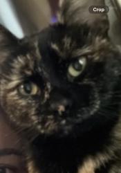 Lost Female Cat last seen Arden and Bisby, El Monte, CA 91731