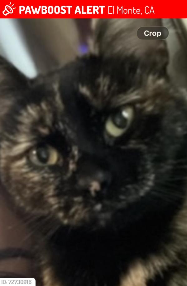 Lost Female Cat last seen Arden and Bisby, El Monte, CA 91731