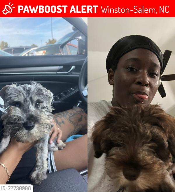 Lost Male Dog last seen Fieldcreek ct Winston Salem, NC 27105, Winston-Salem, NC 27105