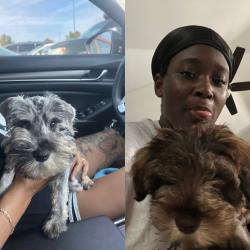 Lost Male Dog last seen Fieldcreek ct Winston Salem, NC 27105, Winston-Salem, NC 27105