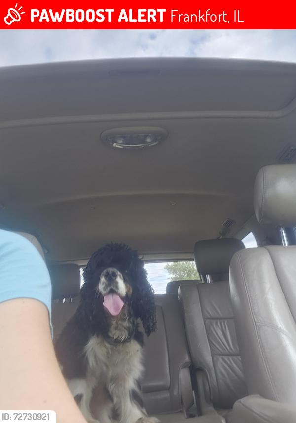 Lost Male Dog last seen Steger road and harlem, Frankfort, IL 60423