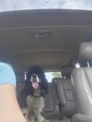 Lost Male Dog last seen Steger road and harlem, Frankfort, IL 60423