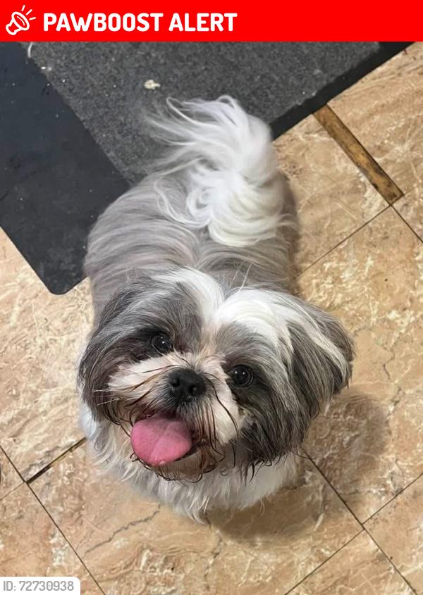 Lost Male Dog last seen Kay ln and union rd bayless area 63123, Concord Township, MO 63123