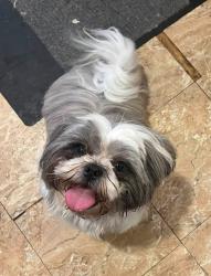 Lost Male Dog last seen Kay ln and union rd bayless area 63123, Concord Township, MO 63123