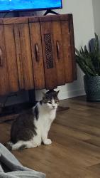 Lost Male Cat last seen Jordan narron rd clayton nc , Clayton, NC 27520