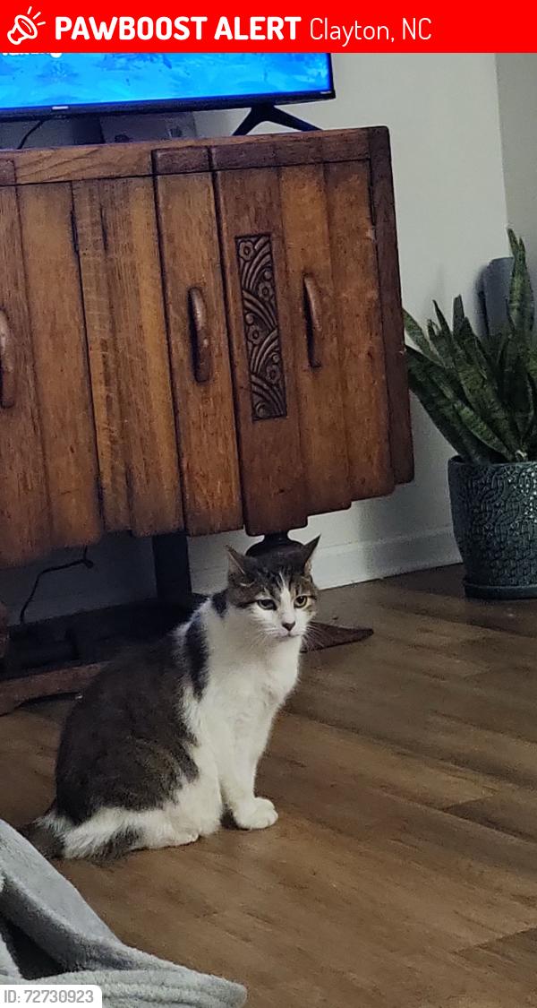 Lost Male Cat last seen Jordan narron rd clayton nc , Clayton, NC 27520