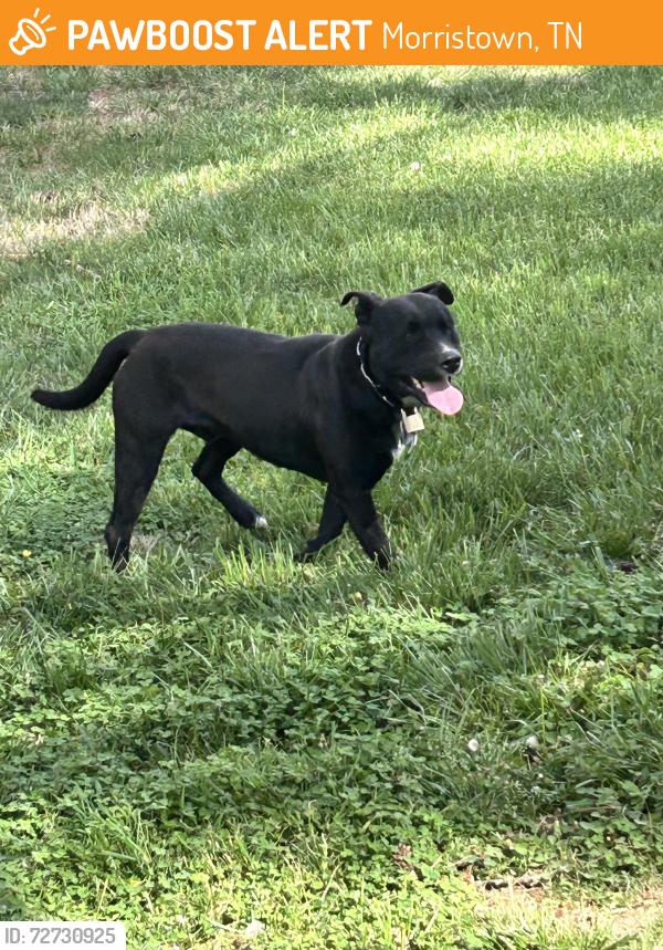 Found/Stray Male Dog last seen Ashland Oaks or near Bartan Springs Rd, Morristown, TN 37813