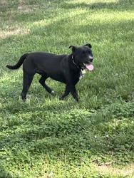 Found/Stray Male Dog last seen Ashland Oaks or near Bartan Springs Rd, Morristown, TN 37813