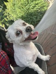 Found/Stray Male Dog last seen Near Obama Blvd, Los Angeles, CA 90016
