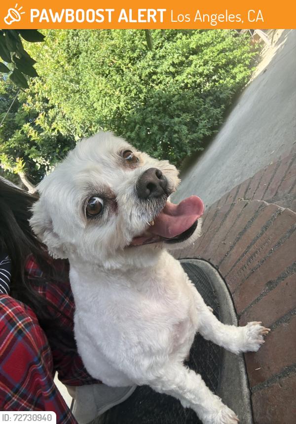 Found/Stray Male Dog last seen Near Obama Blvd, Los Angeles, CA 90016