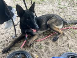 Found/Stray Male Dog last seen SW 149th Ct and SW 150th Ct, Rainbow Park, FL 34481