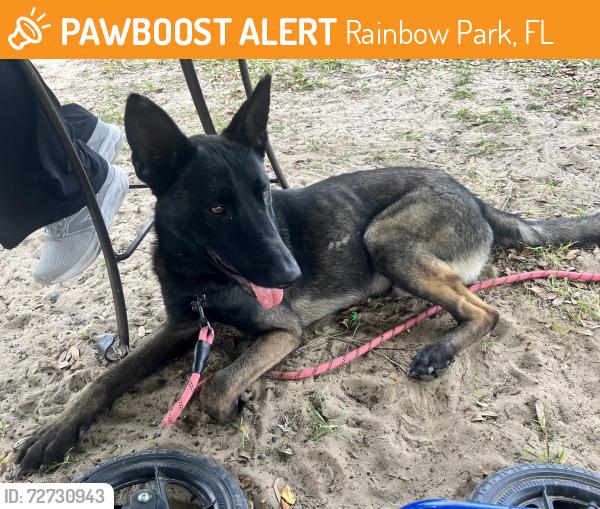 Found/Stray Male Dog last seen SW 149th Ct and SW 150th Ct, Rainbow Park, FL 34481