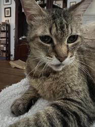 Lost Female Cat last seen Greenwillow/Huggins, Houston, TX 77035
