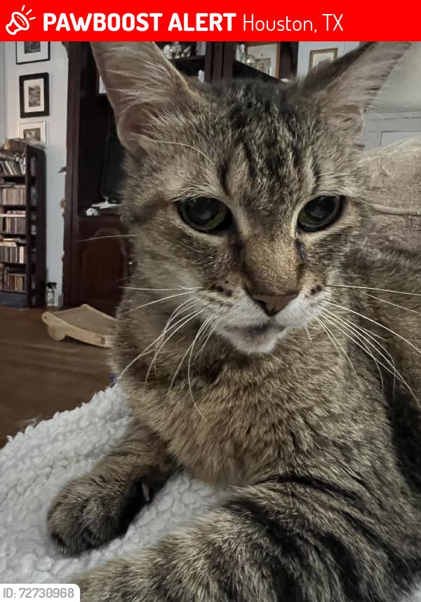 Lost Female Cat last seen Greenwillow/Huggins, Houston, TX 77035