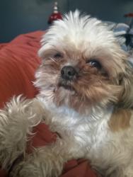 Lost Female Dog last seen Near Ironton at, Aurora, CO 80010