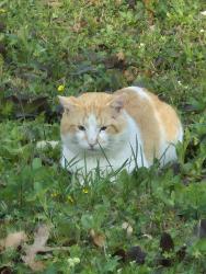 Found/Stray Unknown Cat last seen Near dog park, Smyrna, GA 30080