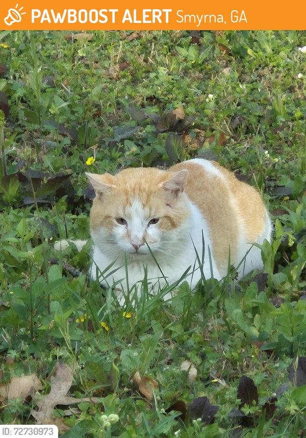 Found/Stray Unknown Cat last seen Near dog park, Smyrna, GA 30080