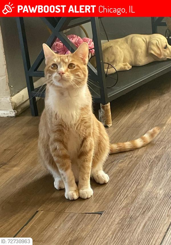 Lost Male Cat last seen Grand & Pulaski , Chicago, IL 60641