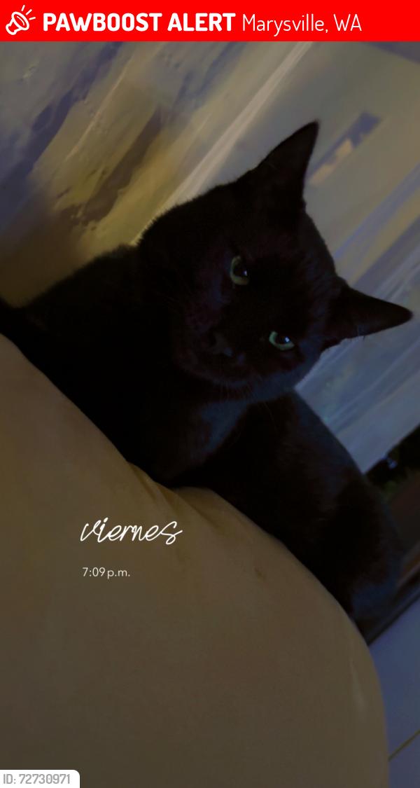 Lost Male Cat last seen Marysville library , Marysville, WA 98270