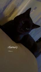 Lost Male Cat last seen Marysville library , Marysville, WA 98270