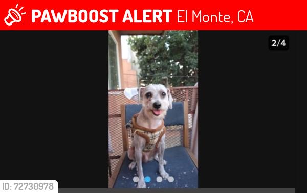 Lost Male Dog last seen Licor , El Monte, CA 91732