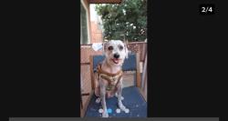 Lost Male Dog last seen Licor , El Monte, CA 91732