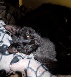 Found/Stray Female Cat last seen Everett High School Baseball Field, Lansing, MI 48910