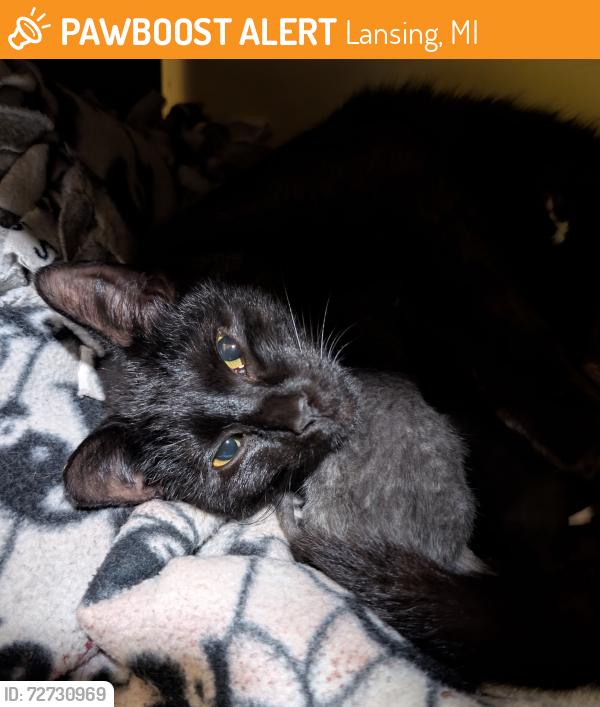 Found/Stray Female Cat last seen Everett High School Baseball Field, Lansing, MI 48910