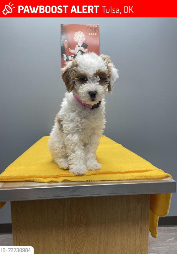 Lost Female Dog last seen 31st & Mingo, Tulsa, OK 74146