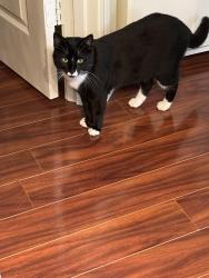 Lost Male Cat last seen Blue Spruce , Euless, TX 76040