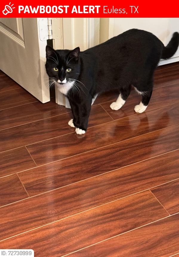 Lost Male Cat last seen Blue Spruce , Euless, TX 76040