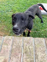 Found/Stray Male Dog last seen Fuller est Cir and Bartan Springs, Morristown, TN 37813