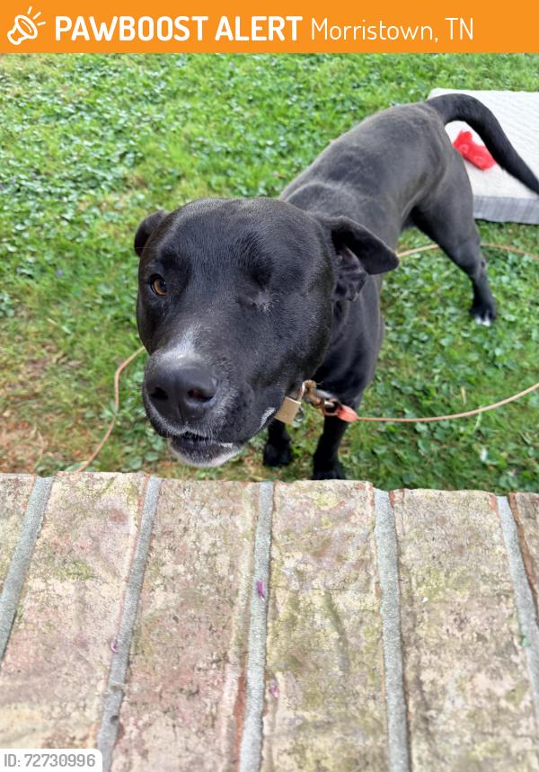 Found/Stray Male Dog last seen Fuller est Cir and Bartan Springs, Morristown, TN 37813