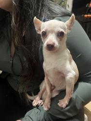 Lost Male Dog last seen Near briar gate, Trigate rd , Missouri City, TX 77489