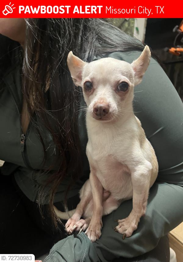 Lost Male Dog last seen Near briar gate, Trigate rd , Missouri City, TX 77489