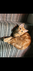 Lost Male Cat last seen Parley road Moordown , Bournemouth, Christchurch and Poole, England BH9